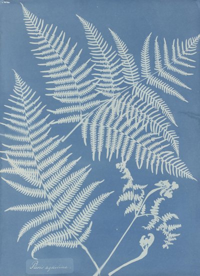 Pteris aquilina - Anna Atkins